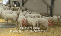 育肥羊爆料视频大全下载,揭秘养殖内幕与养殖技巧