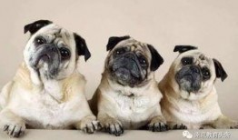 巴哥爆料国风系列视频,国风系列视频背后的魅力与传承