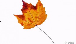 菜老板被爆料怎么办视频,视频揭露惊人内幕，行业乱象引关注