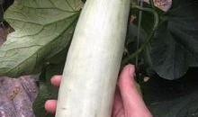 网红吃瓜最新视频大全,最新视频大盘点，笑料百出，精彩纷呈！