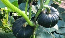 吃瓜群免费网红,揭秘吃瓜群免费网红背后的秘密