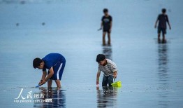 海南赶海爆料事件视频完整版,揭秘真实海滩奇观与生态挑战