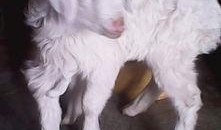 内蒙小羊羔爆料视频播放,揭秘草原生活幕后真相