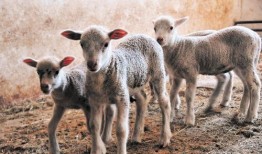 内蒙小羊羔爆料视频播放,揭秘草原生活幕后真相