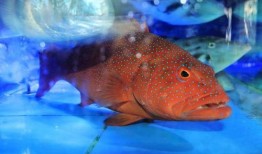 济南东星斑最新爆料,独家爆料带你探秘幕后真相