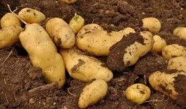 色土豆 视频在线观看,视频在线观看之旅