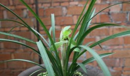 水仙户外在线观看,探索自然之美，在线共赏户外奇观