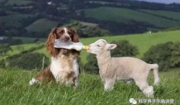 内蒙小羊羔爆料视频播放,揭秘草原生活幕后真相