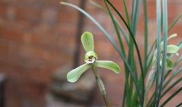 水仙户外在线观看,探索自然之美，在线共赏户外奇观