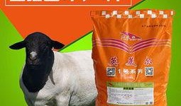 育肥羊爆料视频大全下载,揭秘养殖内幕与养殖技巧