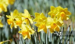 水仙户外在线观看,探索自然之美，在线共赏户外奇观