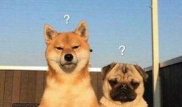 巴哥爆料国风系列视频,国风系列视频背后的魅力与传承