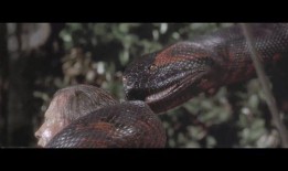 狂蟒之灾1在线观看,惊悚丛林，巨蟒肆虐